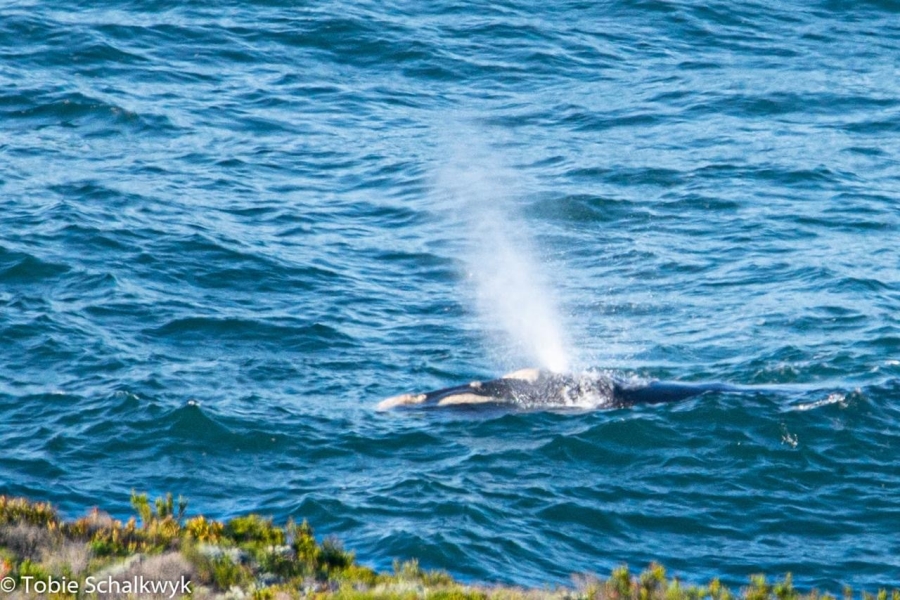 Commercial Property for Sale in Breakwater Bay Eco Estate Western Cape